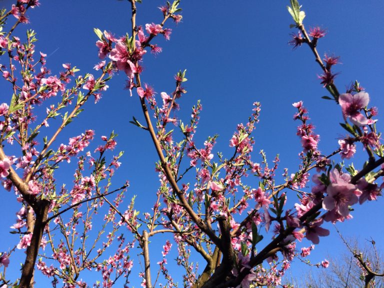 Le rétrécissement du monde