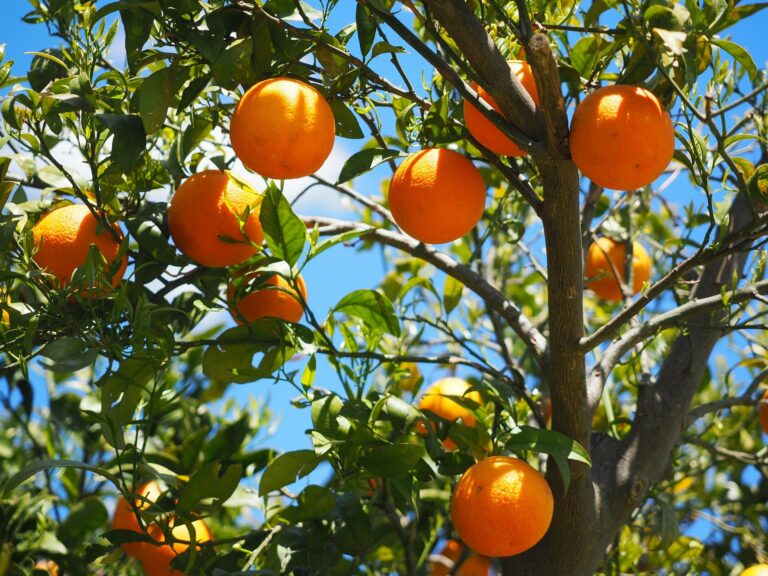 Oranges amères